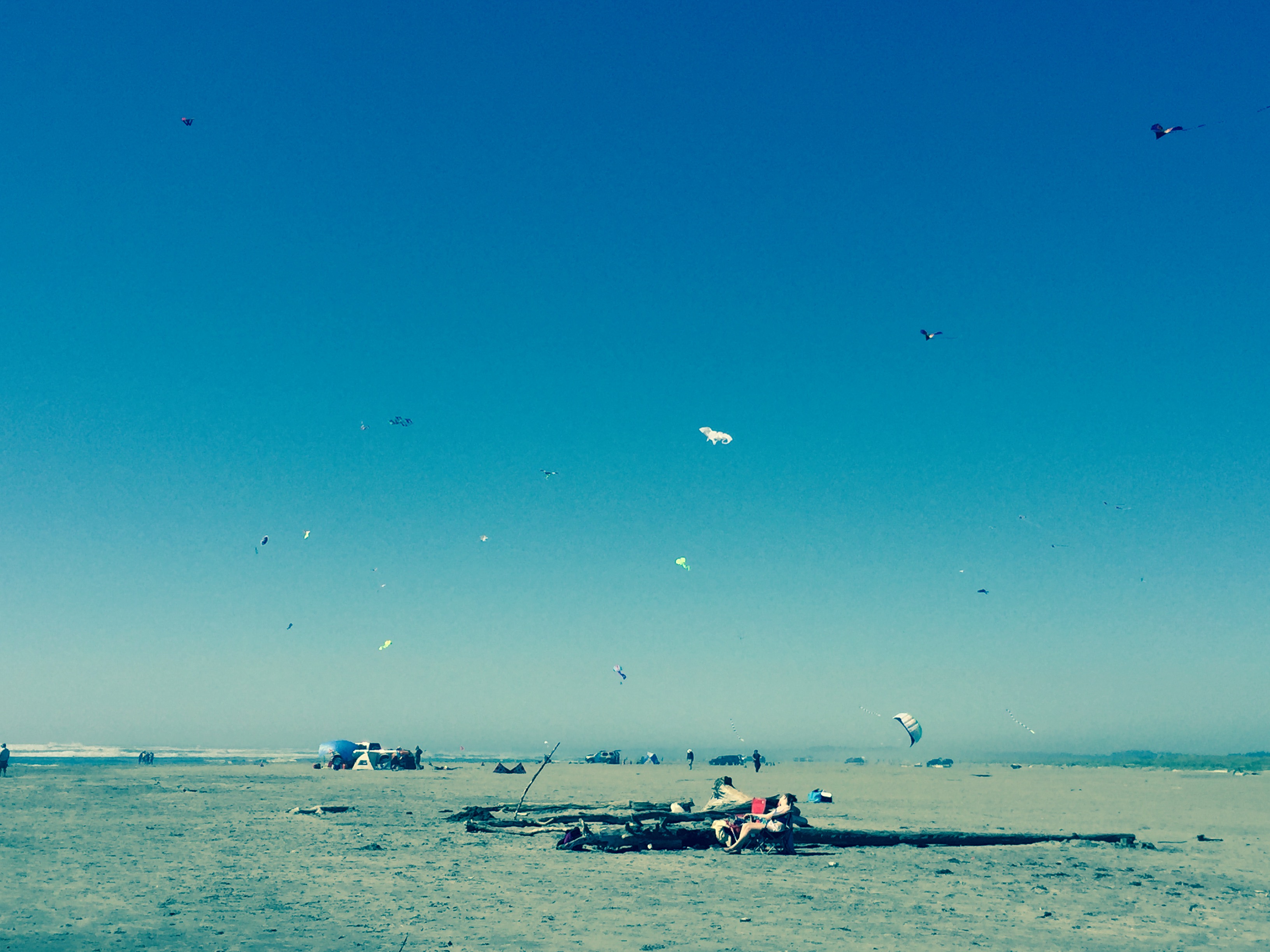 Kites at the beach