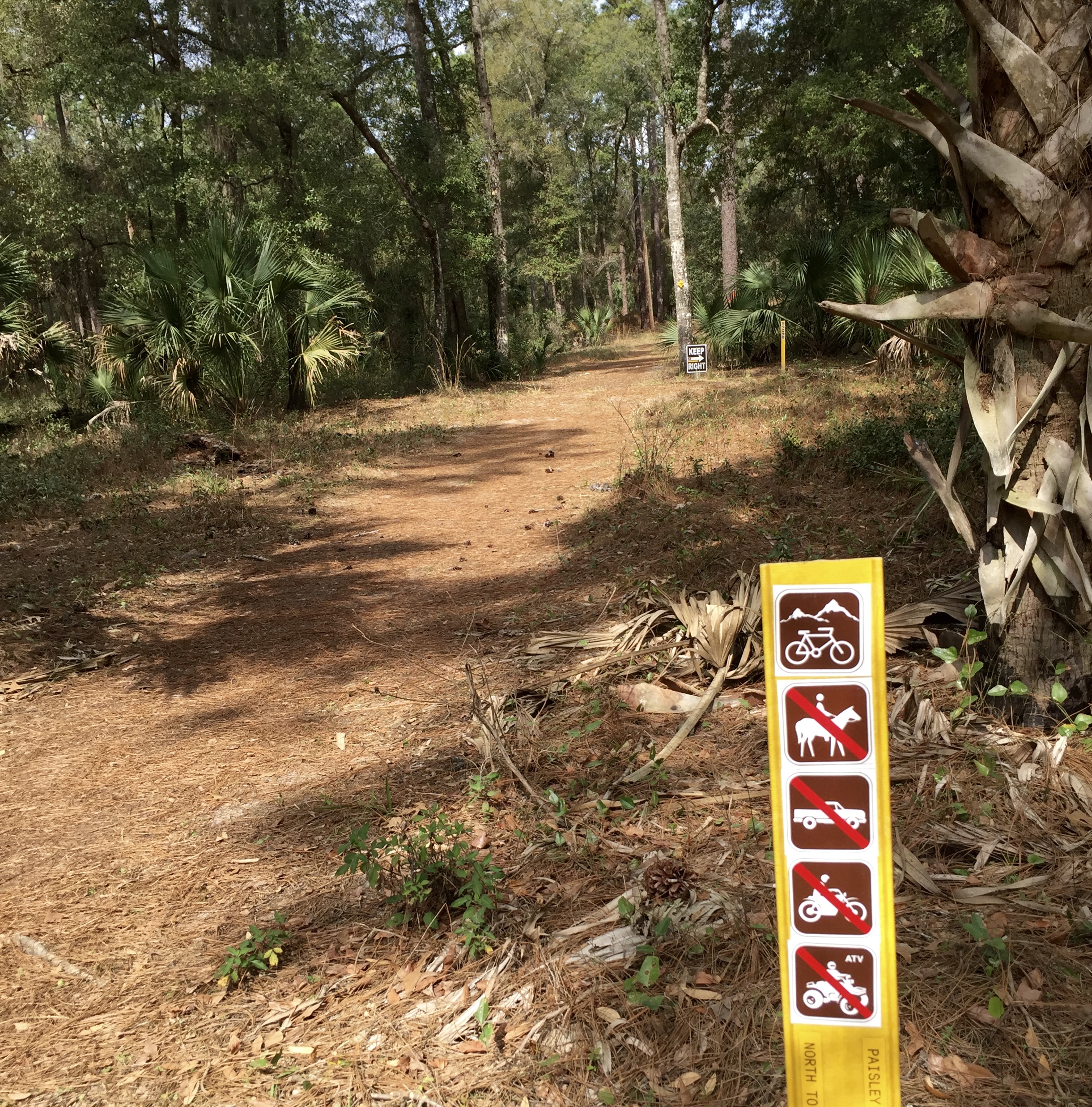 Mountain bike trail in Ocala National Forest.