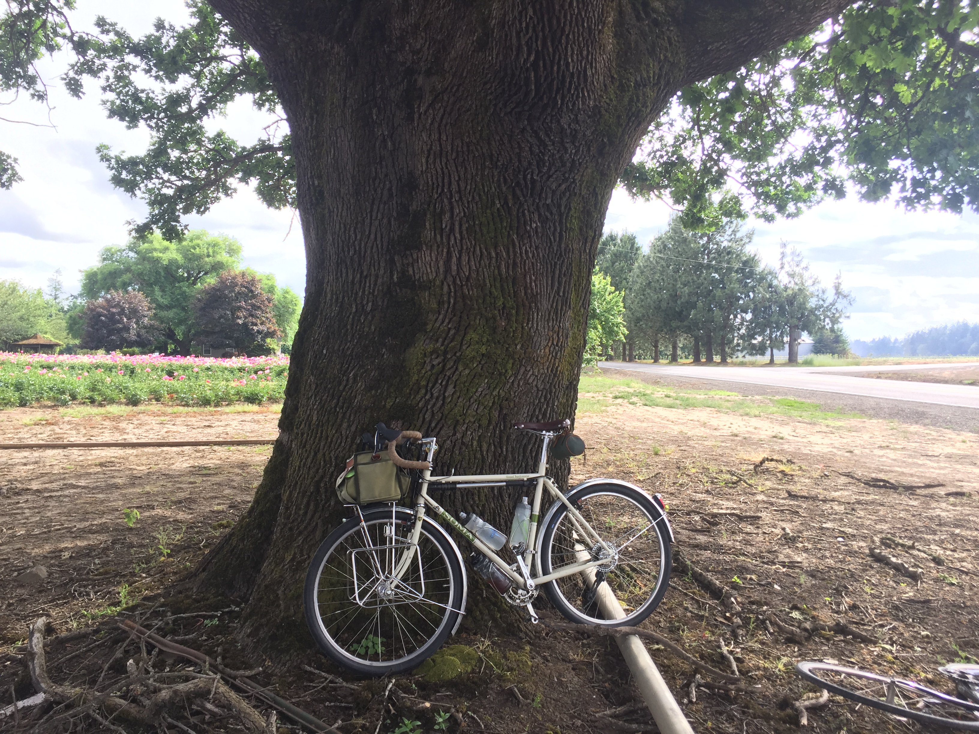 Bike tree