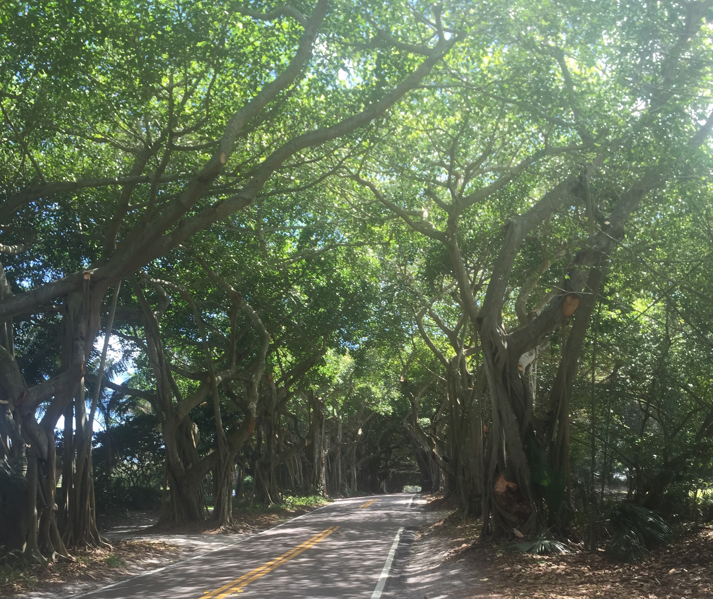 Banyan trees covering the road. 