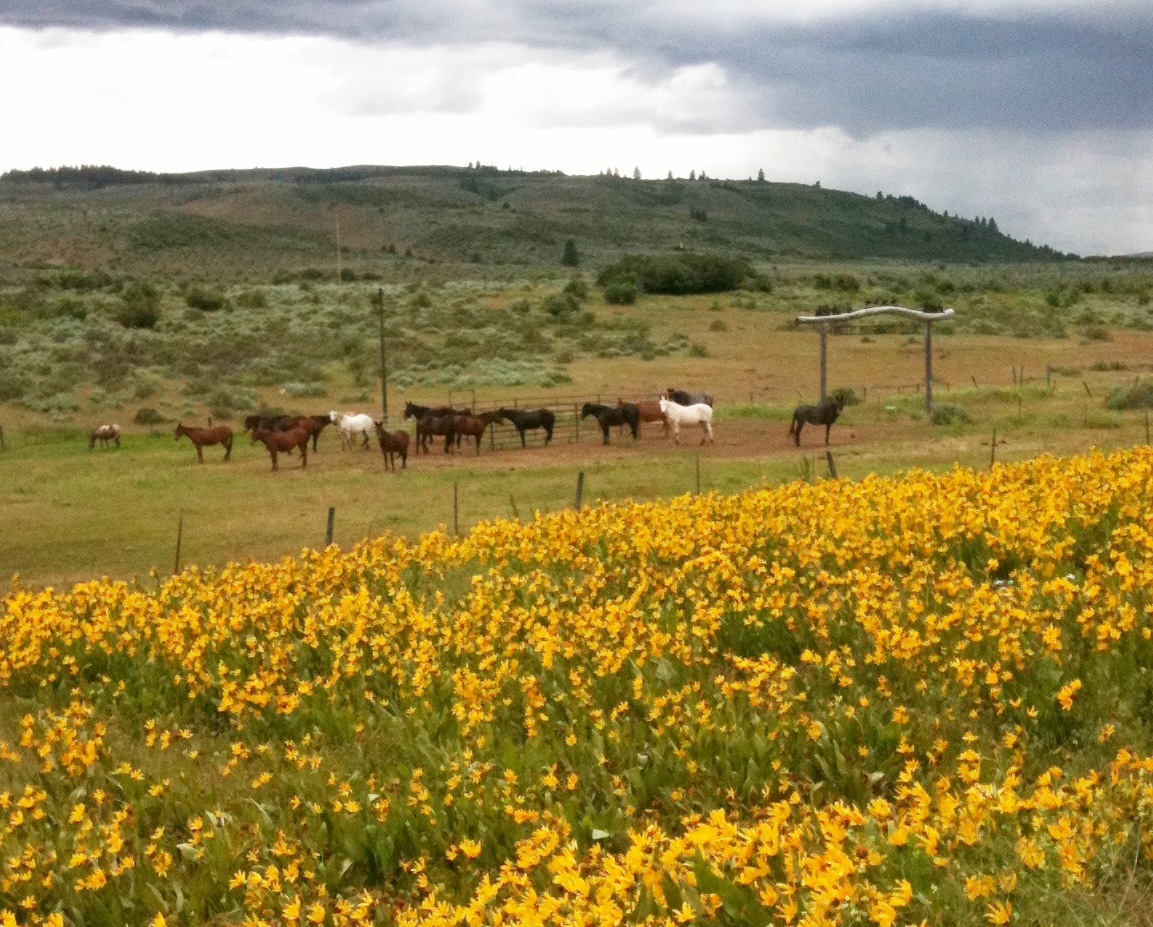 Sunflowers and horses