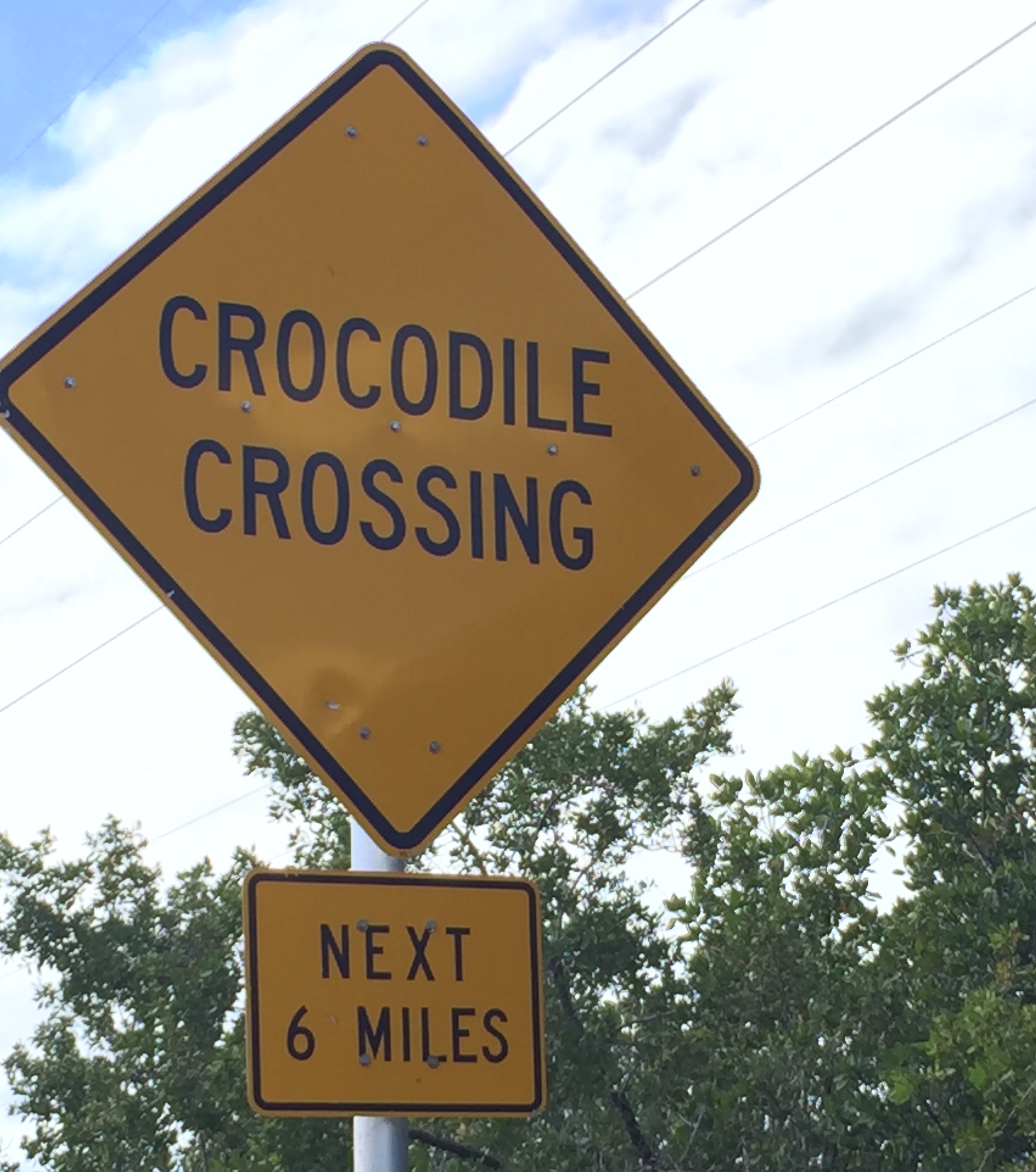 Crocodile crossing