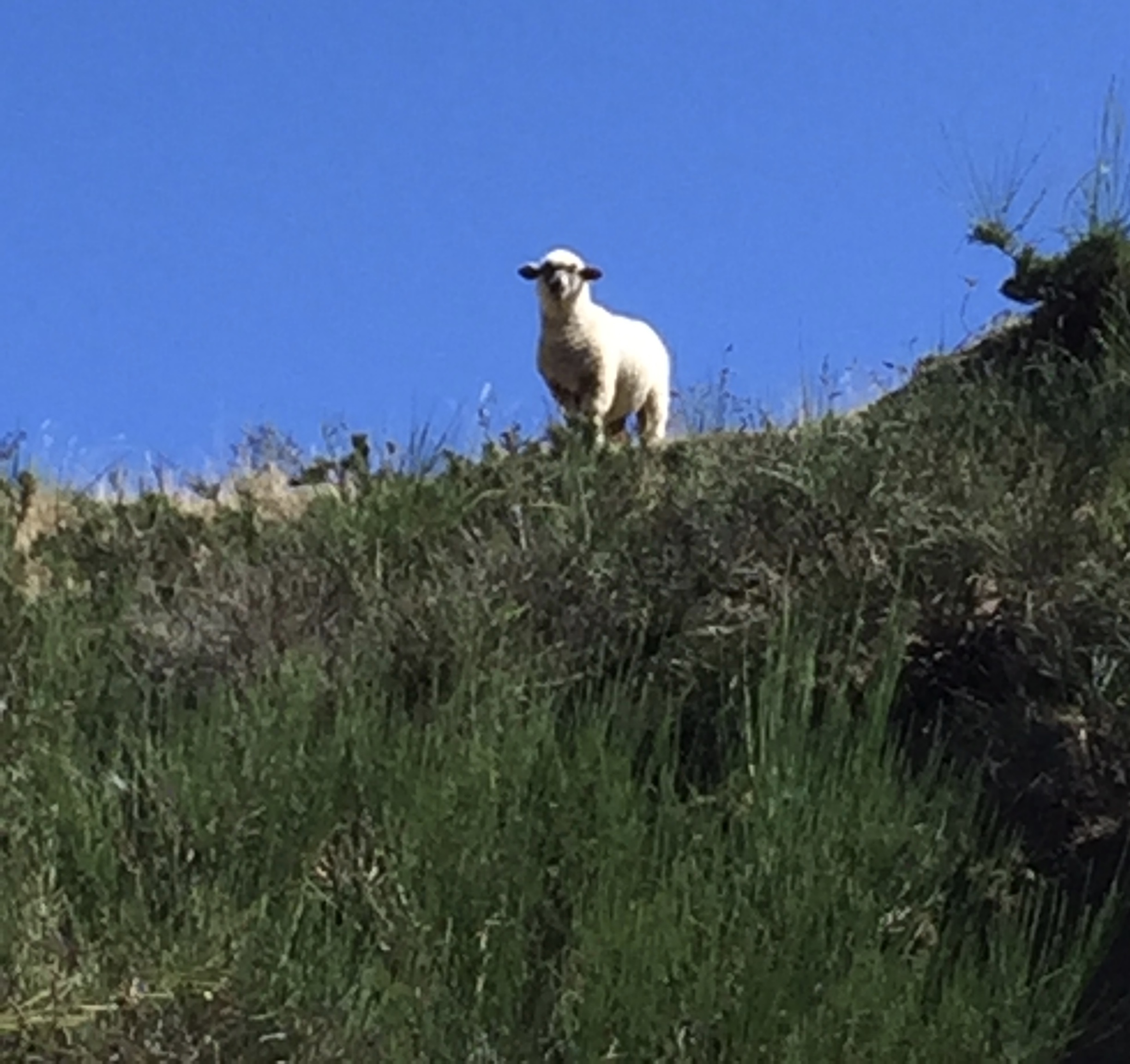 The sheep were watching us