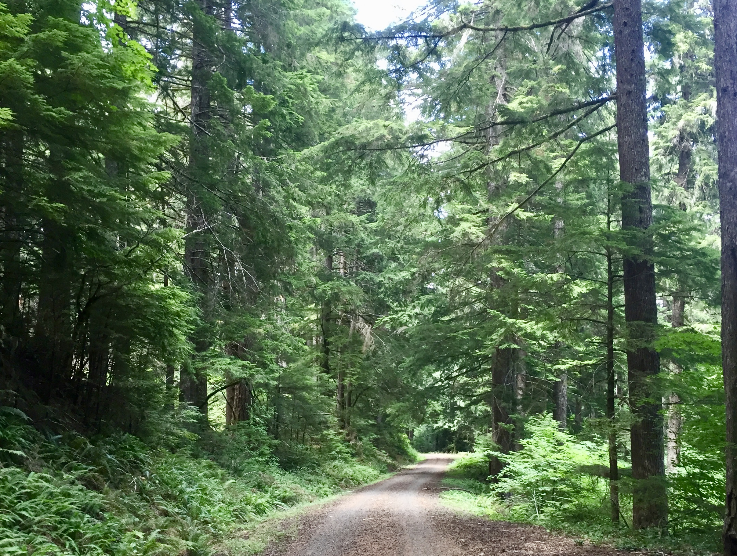 Woods Creek road