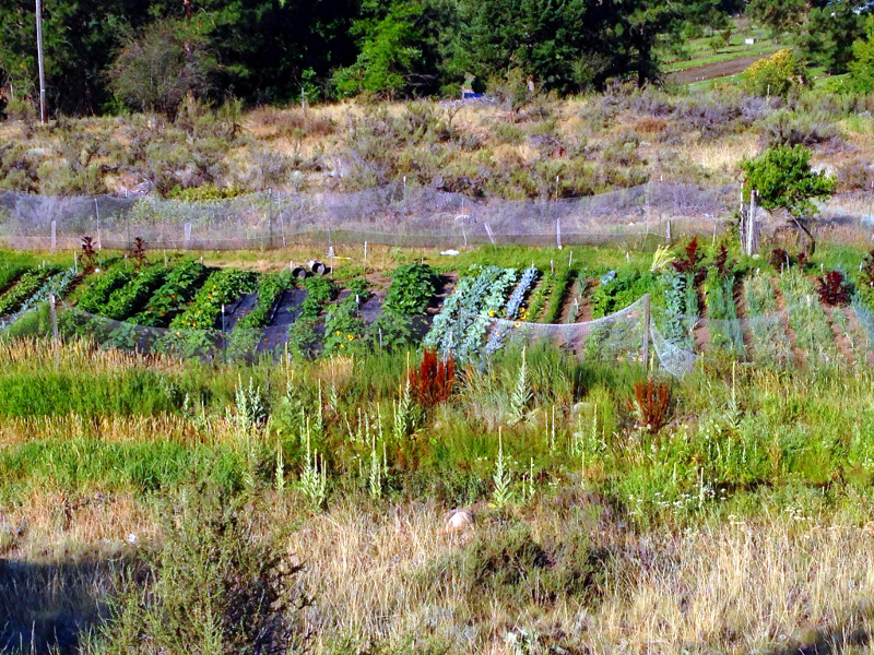 I saw this great garden on the road to Twisp. Like a lot of desert areas if you have water things really grow.