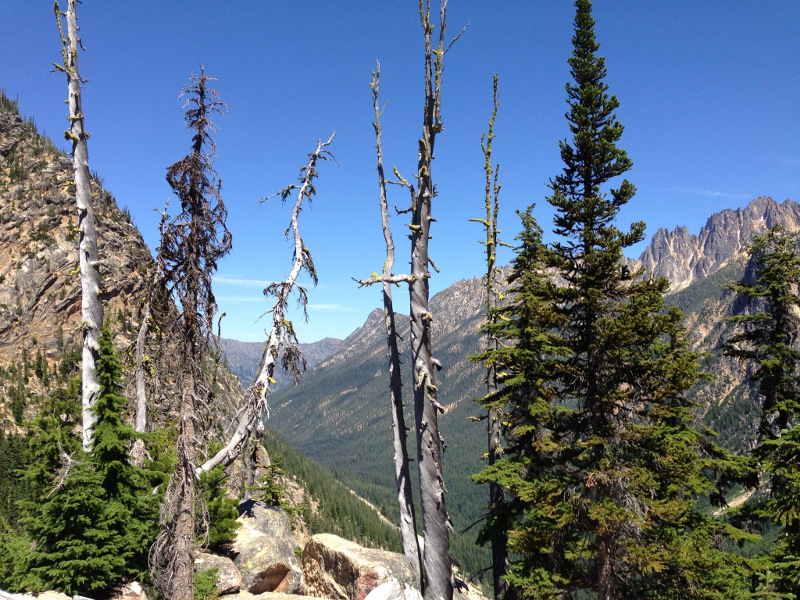 Ancient trees at the top of Washington Pass