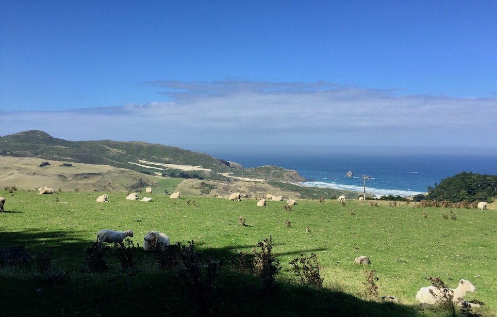 Sheep by the ocean