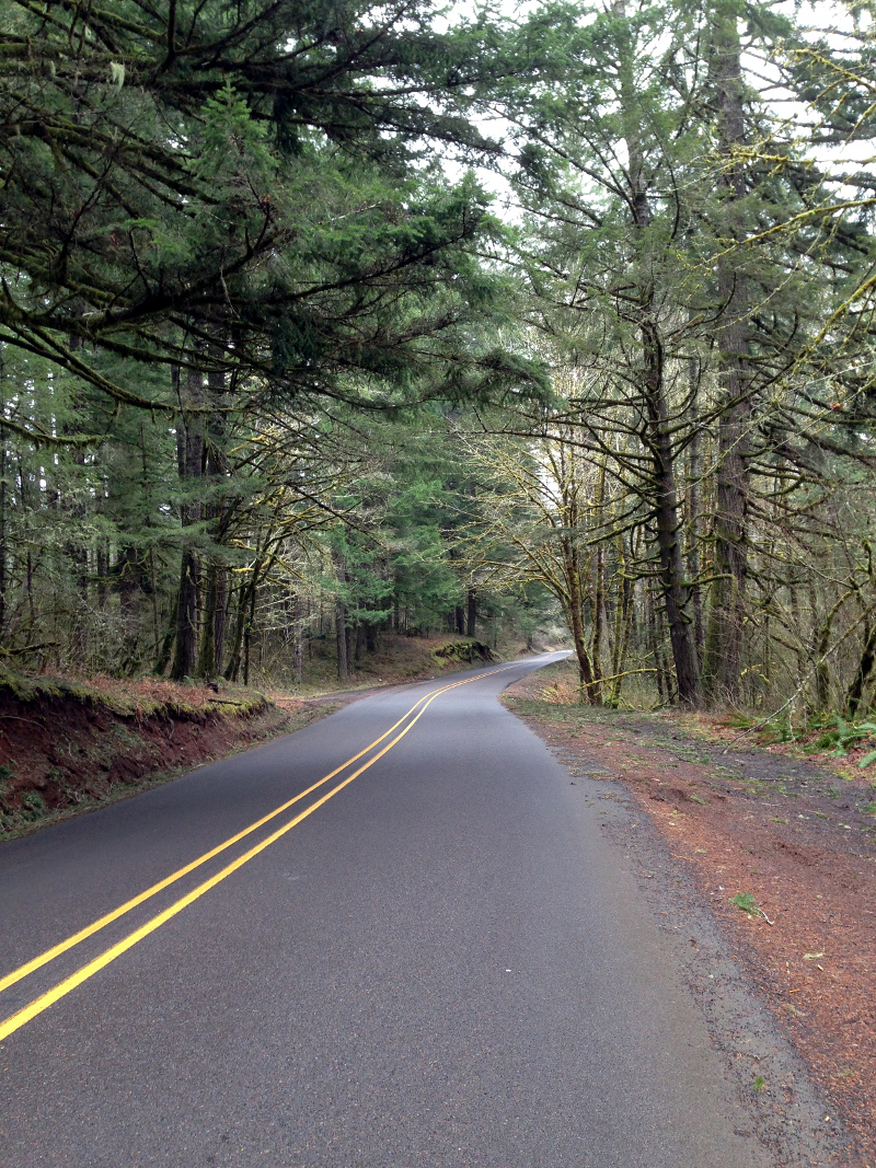 Quiet road through the woods