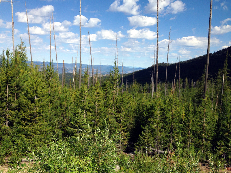 This is the view from the White Mountain view point. There had been a devestating forest fire here in 1988 which burned more than 20,000 acres. It was nice to see all these young trees sticking up through the dead wood.