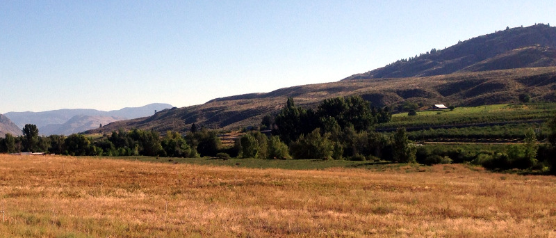 On the way to Tonasket there were orcahrds tucked into the hills along the Okanogan River.