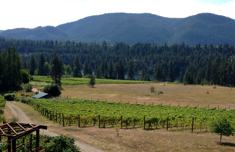  Looking over the vineyards at China Bend and the Columbia.